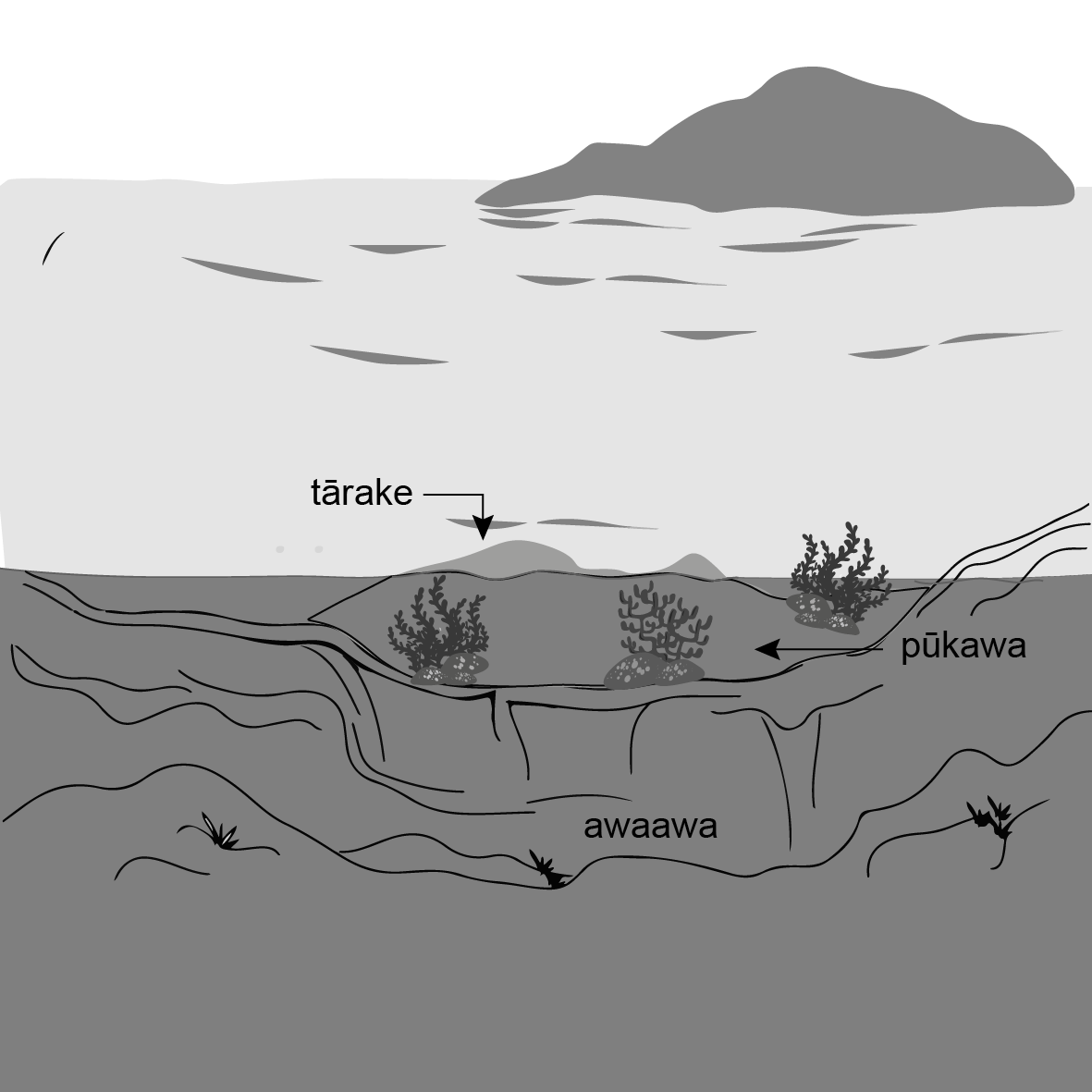 Drawing of a water line. Underneath the water there is a trough in the seafloor with a bank above it.
